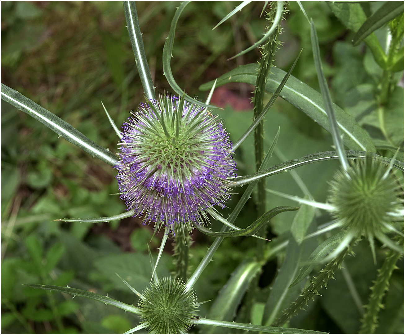 Image of Dipsacus fullonum specimen.