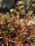 Saxifraga omolojensis