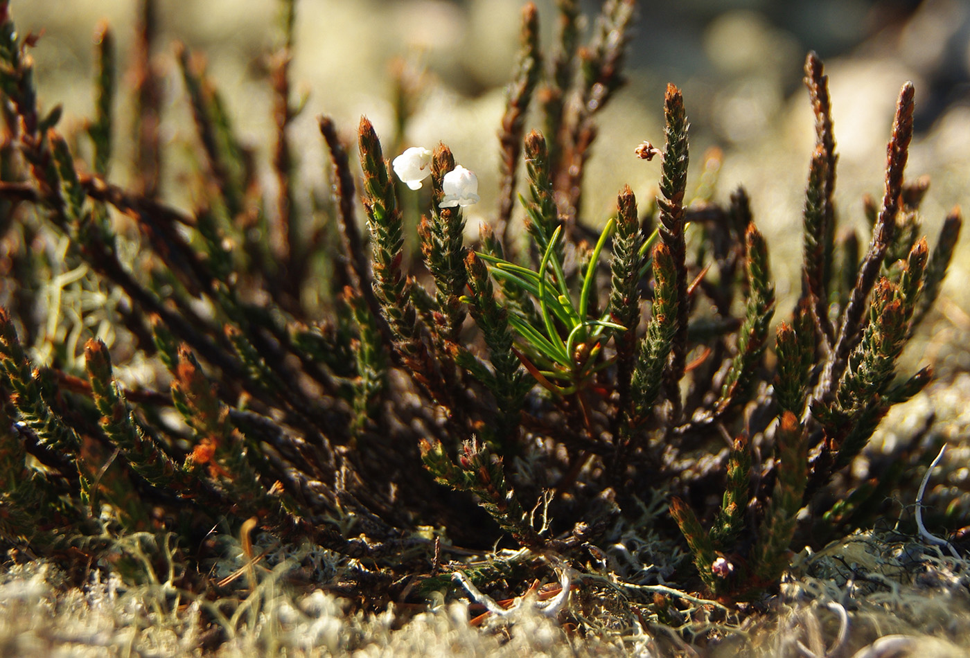 Изображение особи Cassiope ericoides.