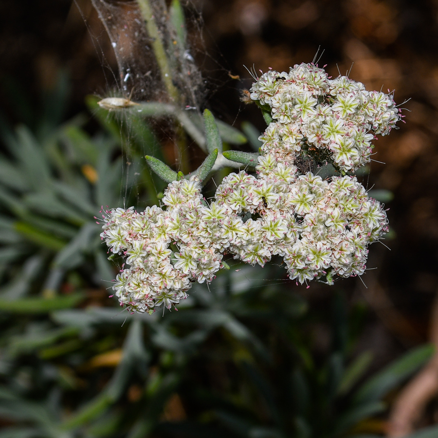 Image of Eriogonum arborescens specimen.