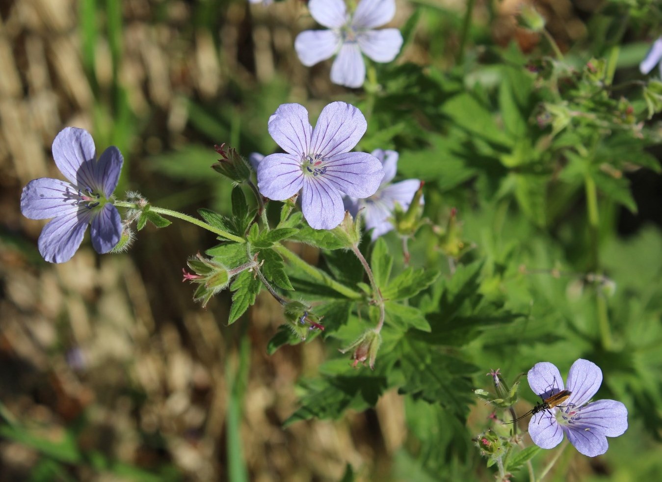 Изображение особи Geranium igoschinae.