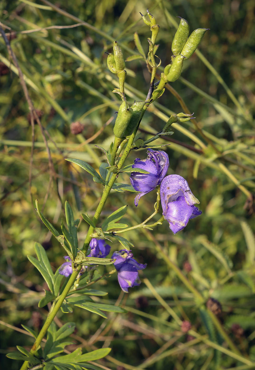 Image of genus Aconitum specimen.