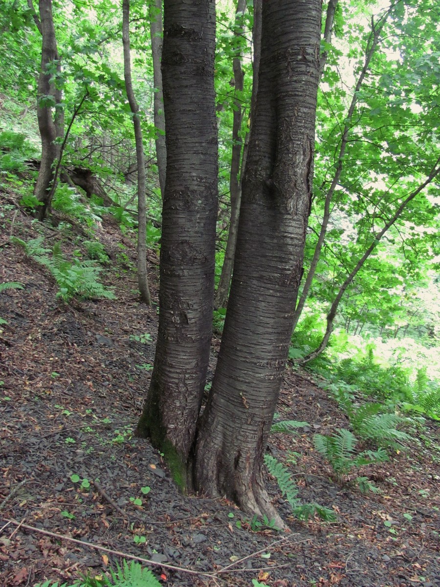 Image of Cerasus avium specimen.