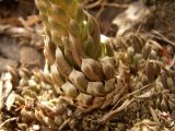 Orostachys thyrsiflora. Основание цветоноса. Казахстан, Алматинская область, Алакольский район, река Ыргайты. 10 сентября 2010 г.