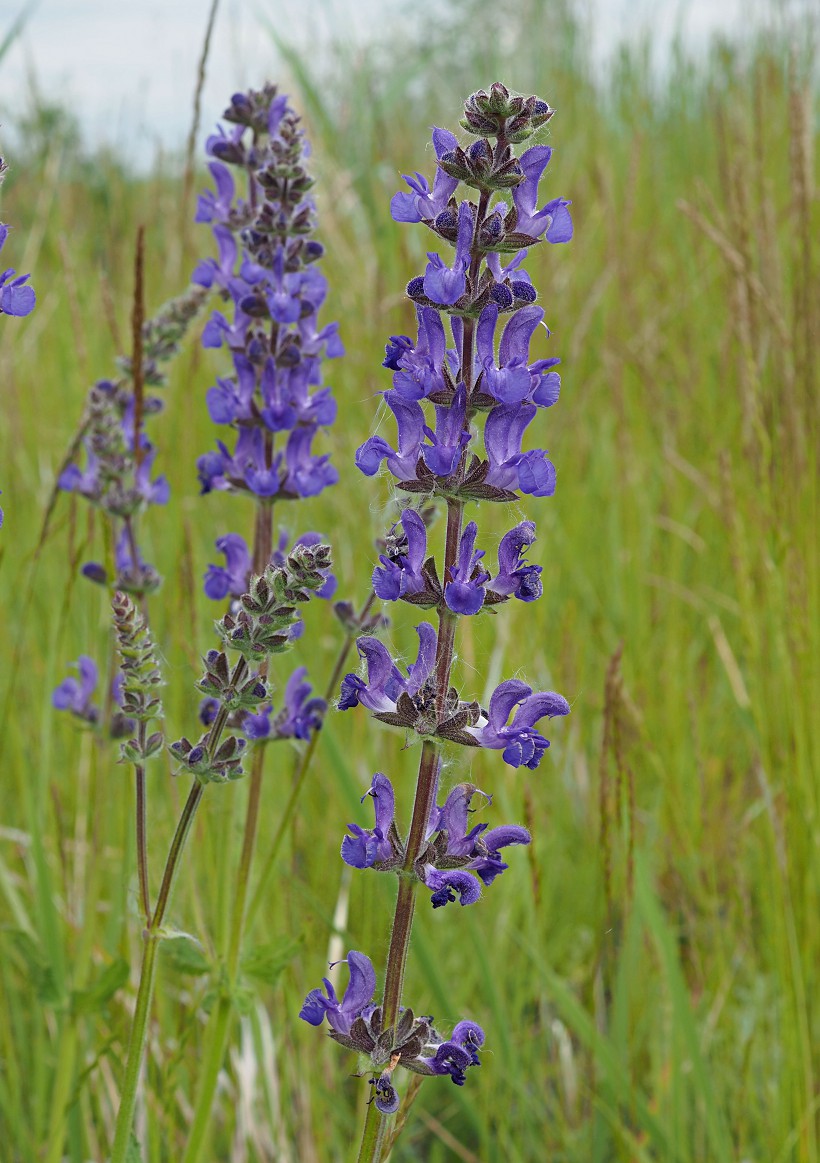 Изображение особи Salvia stepposa.