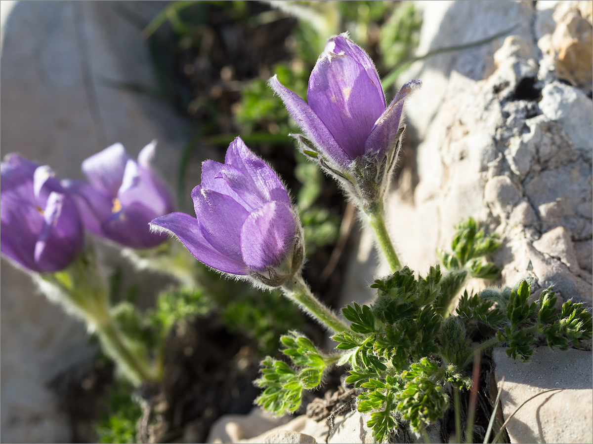 Image of Pulsatilla violacea specimen.