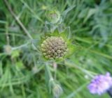 Knautia arvensis