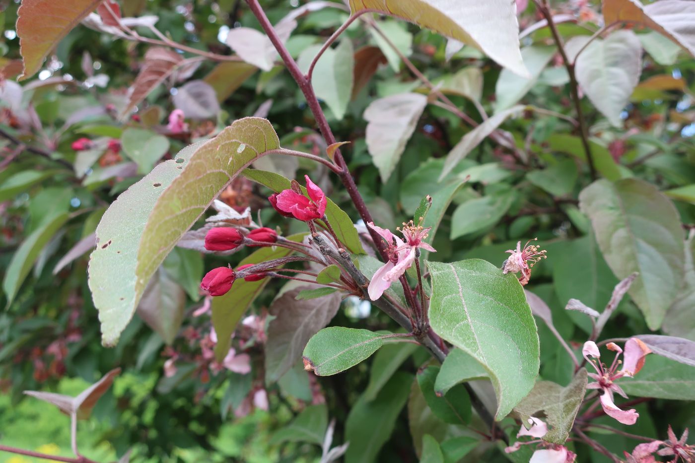 Image of genus Malus specimen.