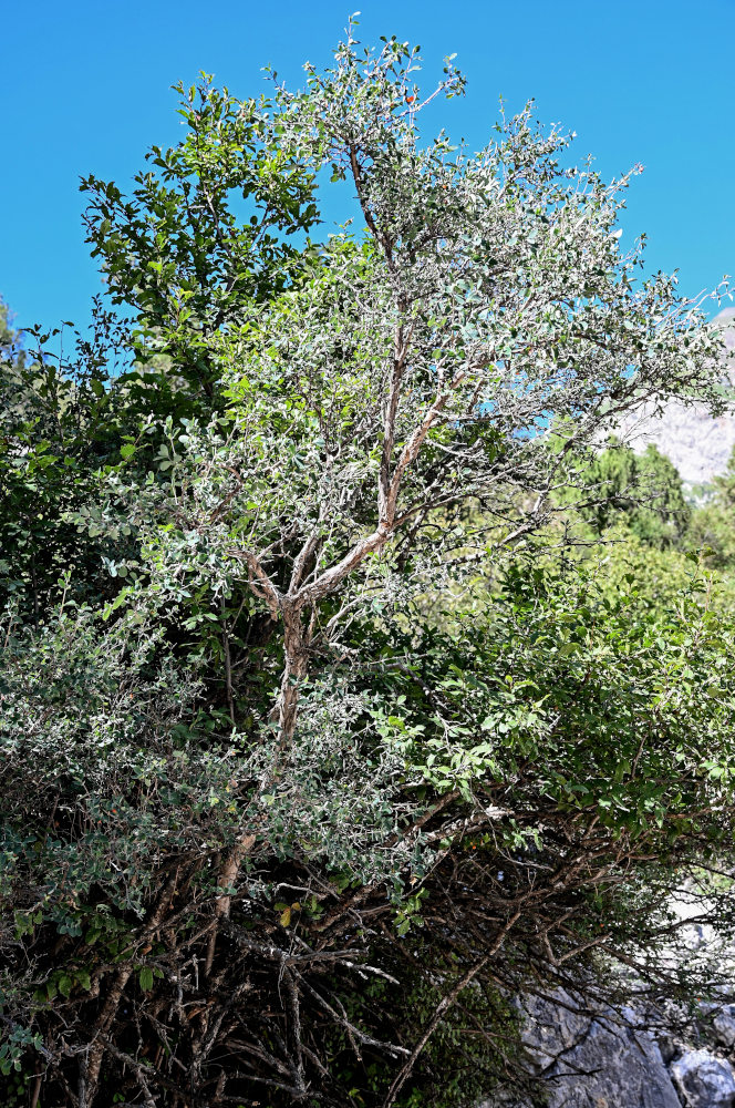 Image of Lonicera microphylla specimen.