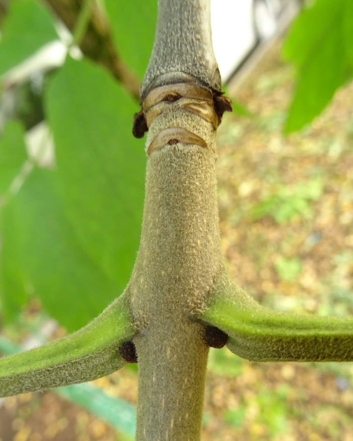 Image of Fraxinus pennsylvanica specimen.