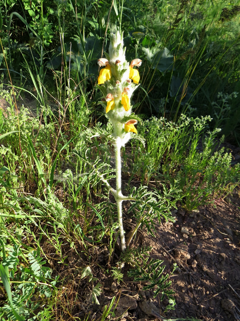 Image of Phlomoides speciosa specimen.