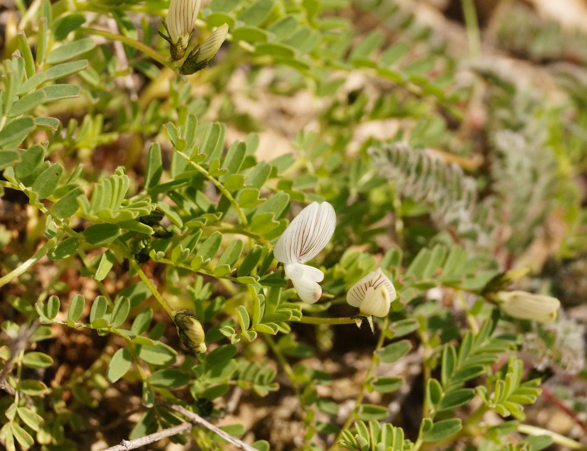 Image of Astragalus guttatus specimen.