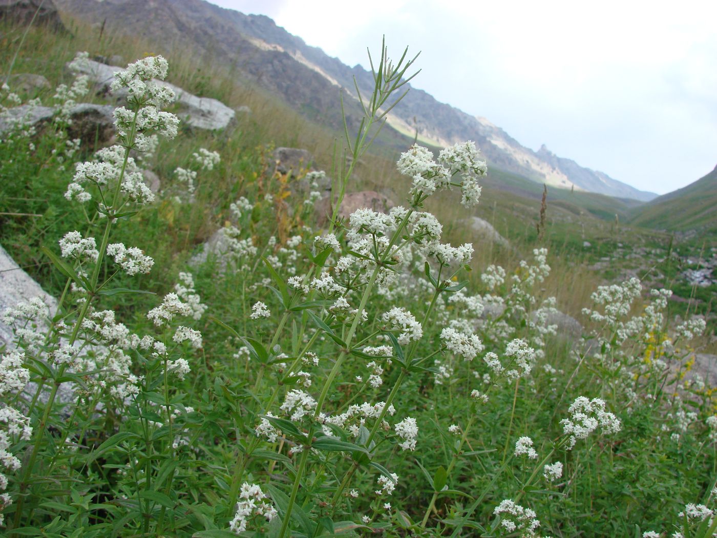 Image of Galium turkestanicum specimen.