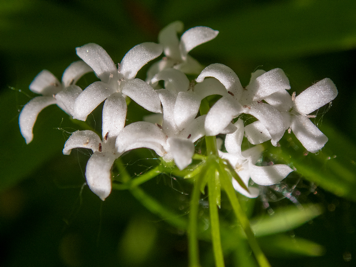 Image of Galium odoratum specimen.