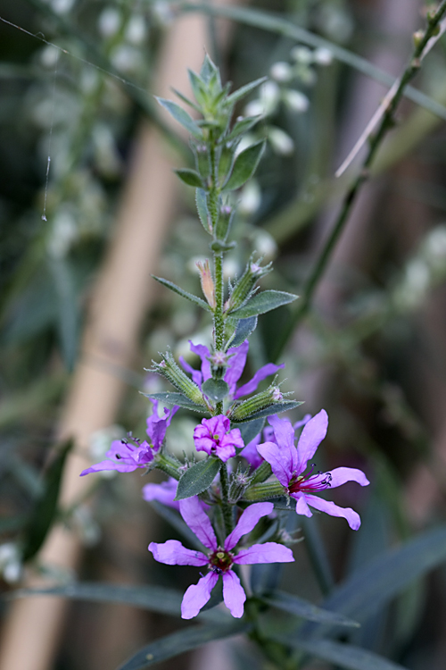 Image of Lythrum salicaria specimen.