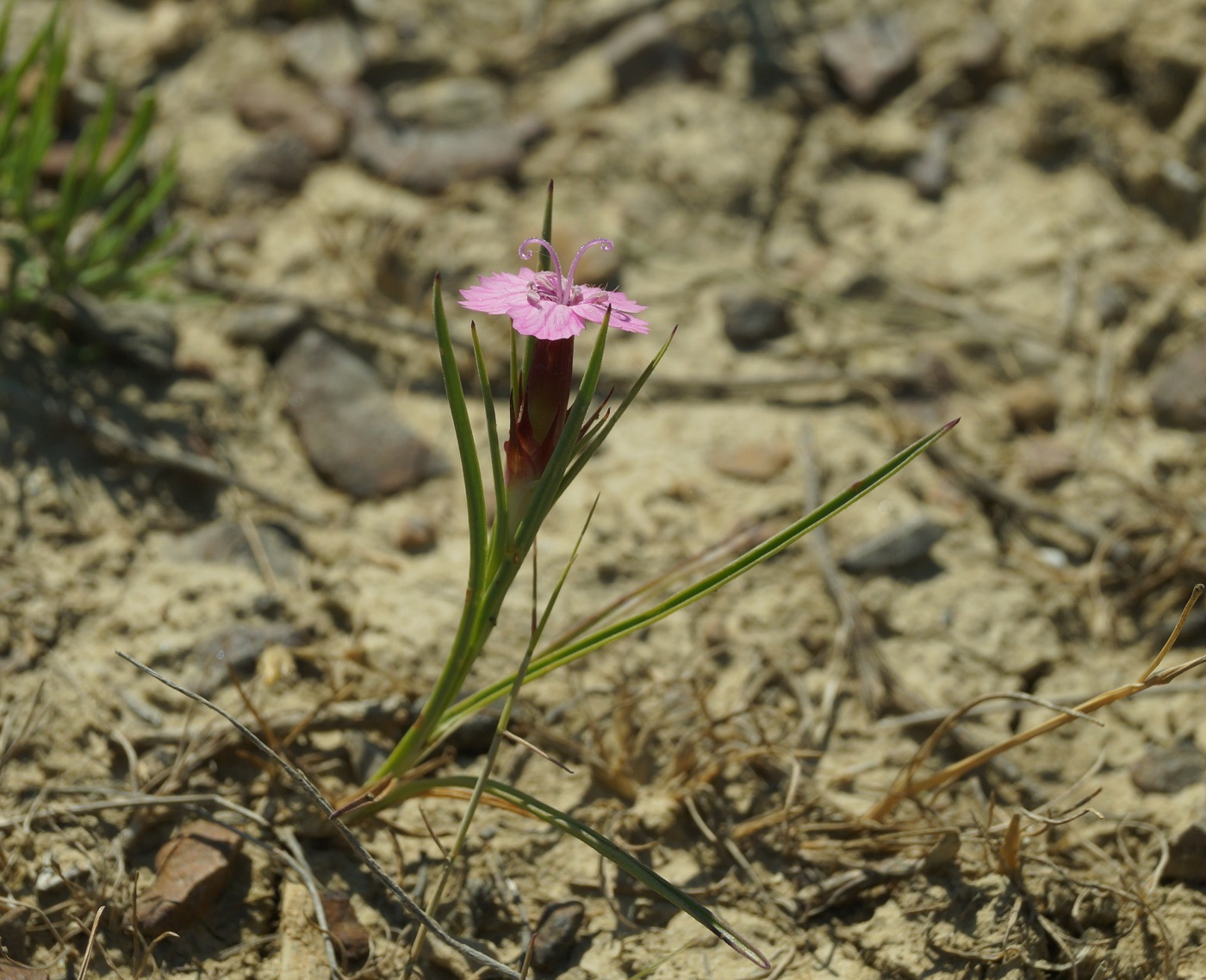 Изображение особи род Dianthus.