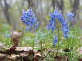 Смотреть изображение Corydalis turtschaninovii