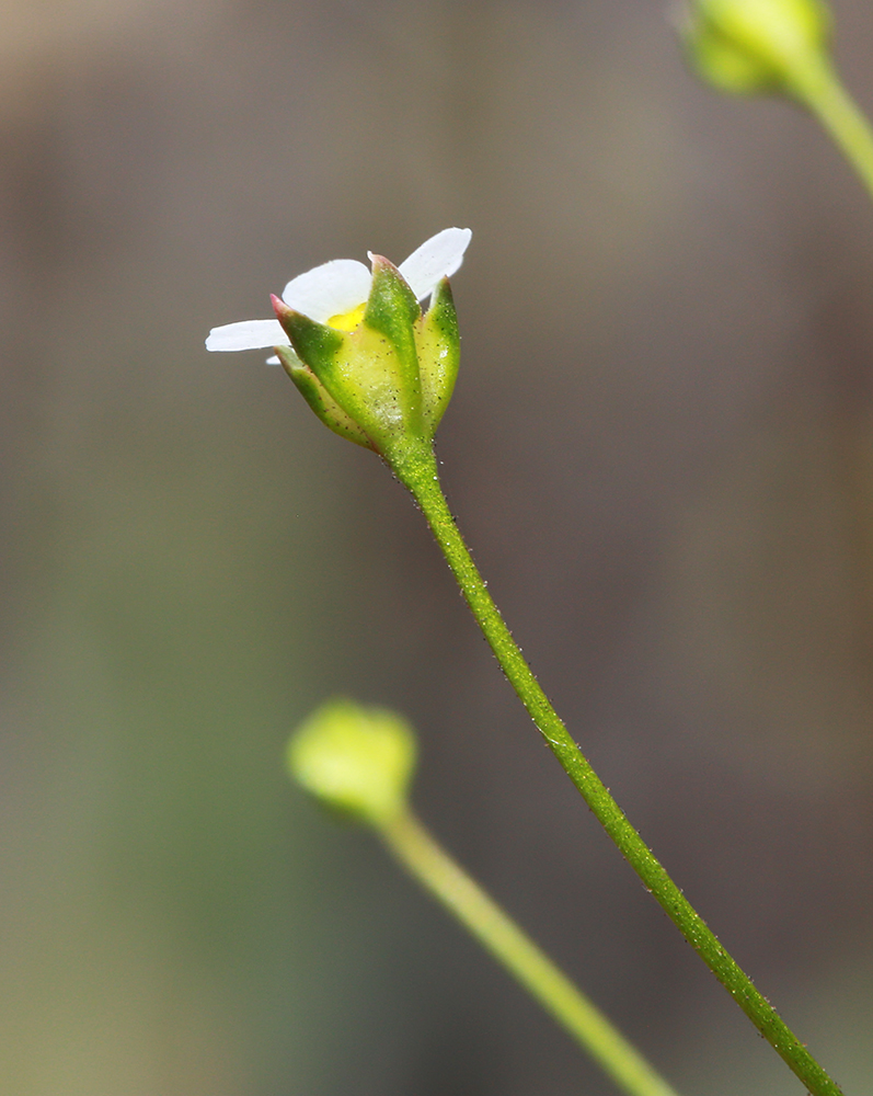 Image of Androsace septentrionalis specimen.