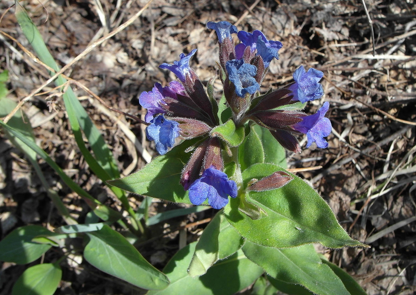 Изображение особи Pulmonaria mollis.