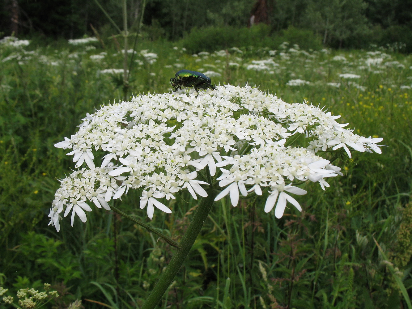 Изображение особи Heracleum dissectum.