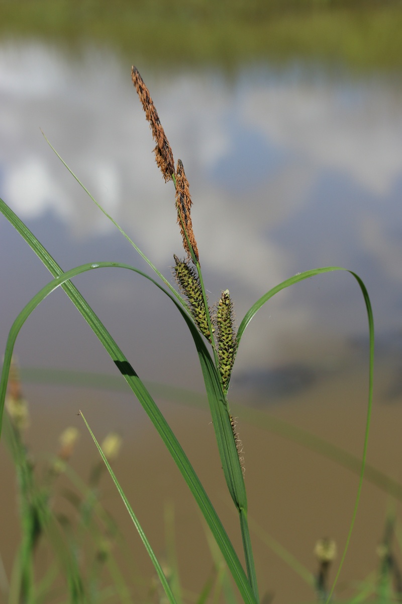 Image of Carex acuta specimen.