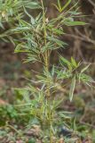 genus Phyllostachys