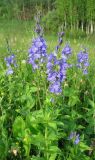 Смотреть изображение Veronica teucrium