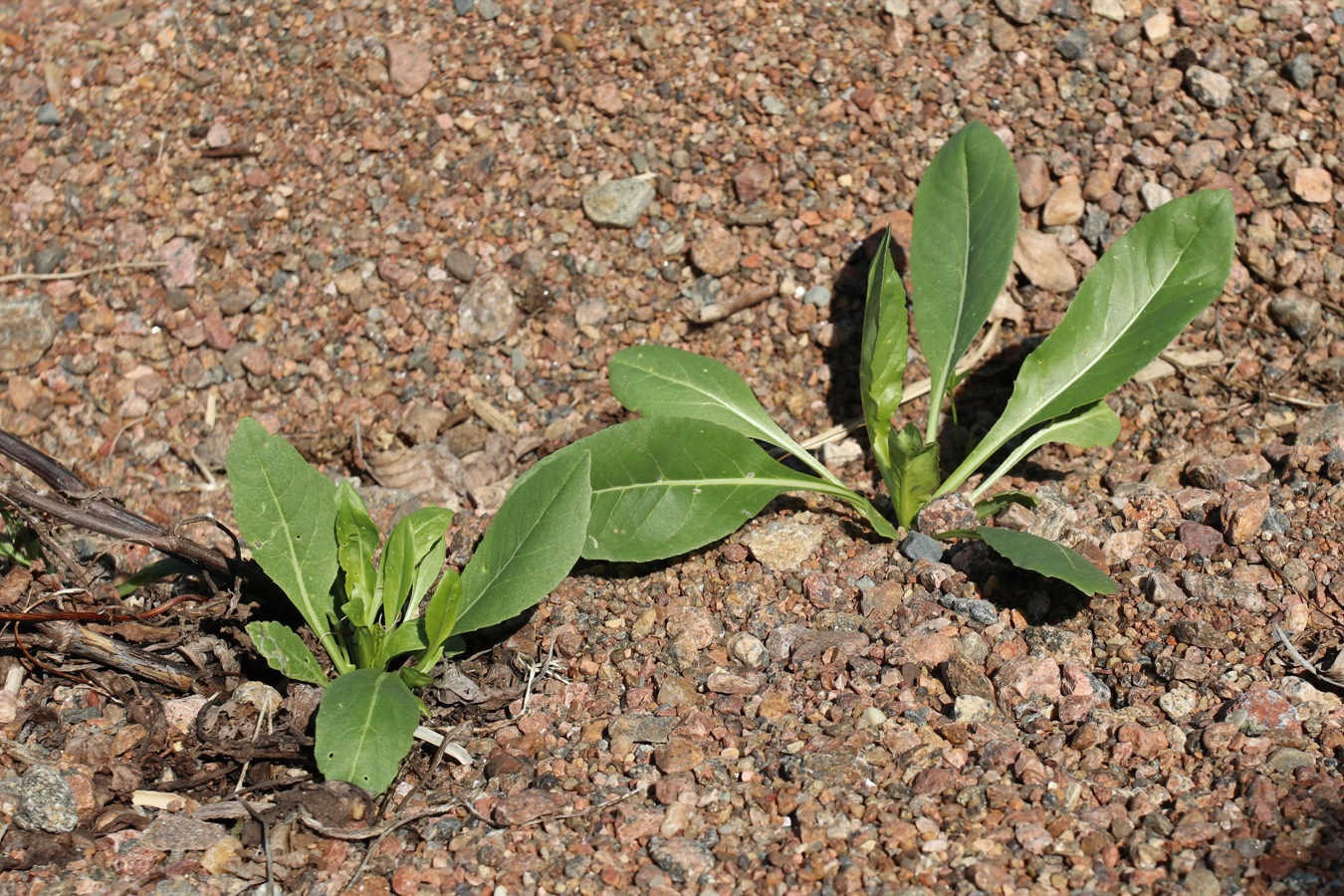 Image of Isatis tinctoria specimen.