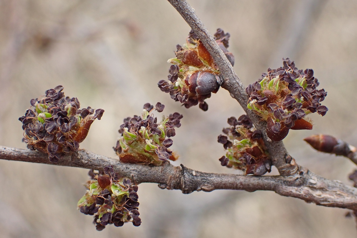 Изображение особи Ulmus japonica.