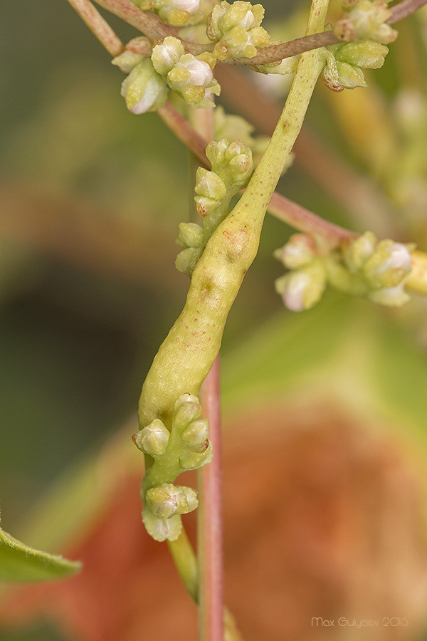 Image of genus Cuscuta specimen.