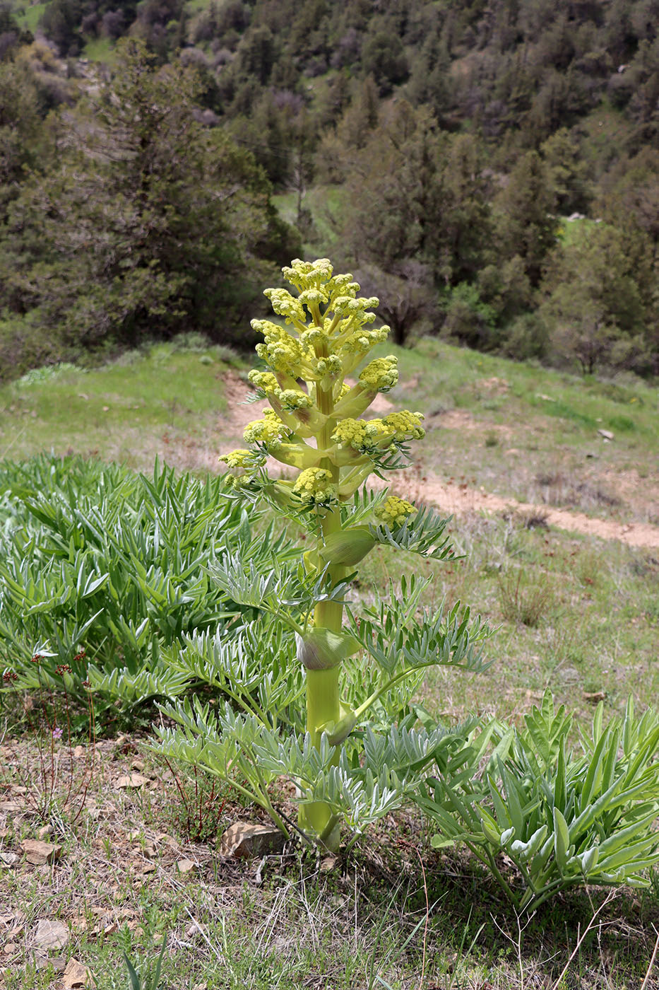 Изображение особи Ferula tadshikorum.