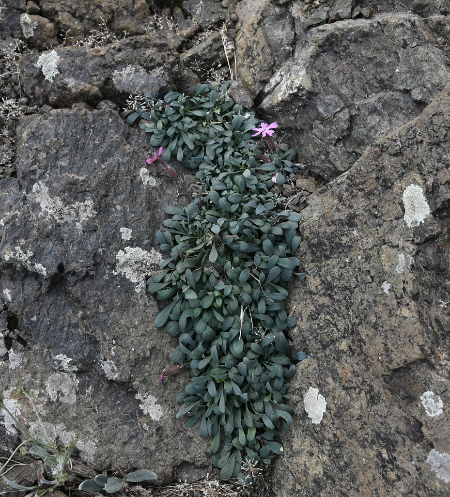 Image of Saponaria cypria specimen.