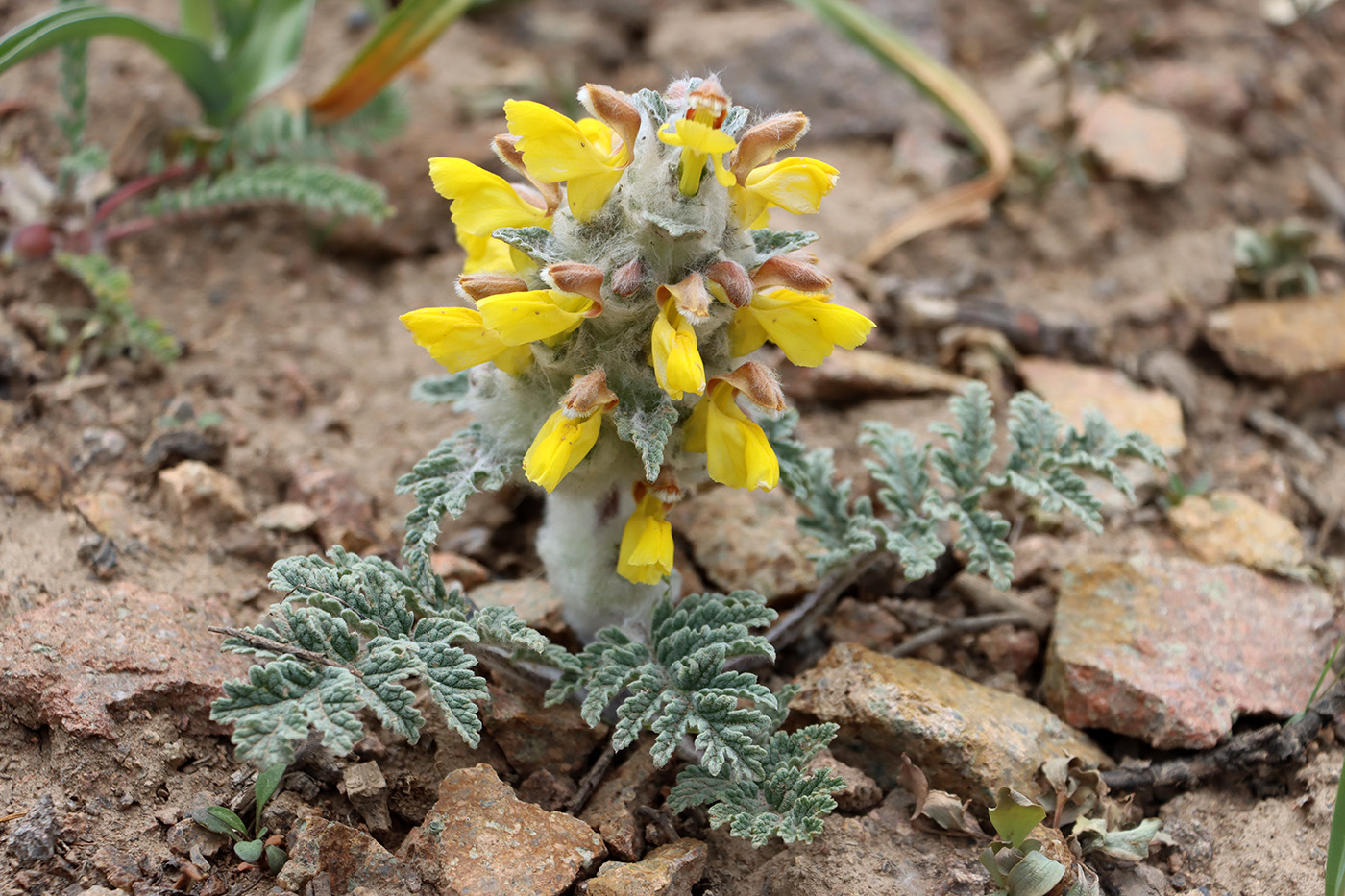 Изображение особи Phlomoides speciosa.