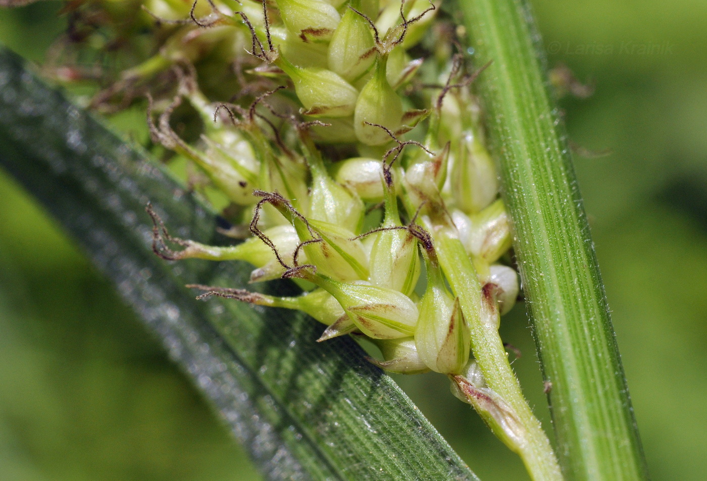 Image of Carex sordida specimen.