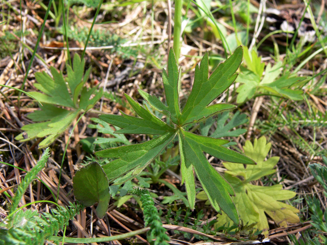 Image of Ranunculus acris specimen.