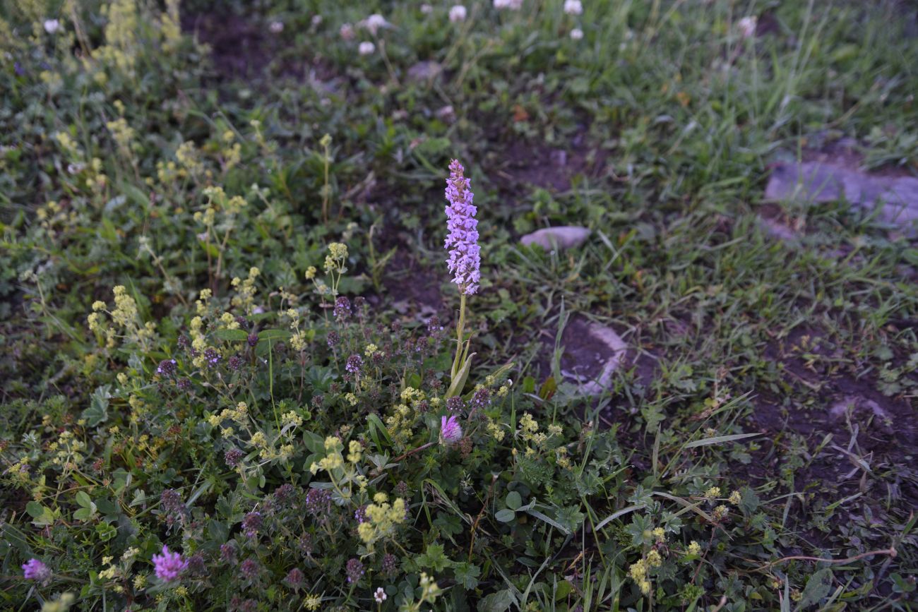 Image of Gymnadenia conopsea specimen.