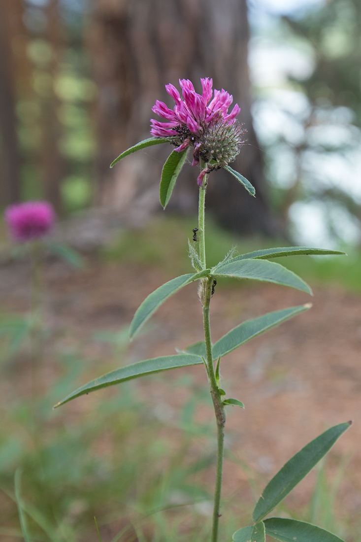 Изображение особи Trifolium alpestre.