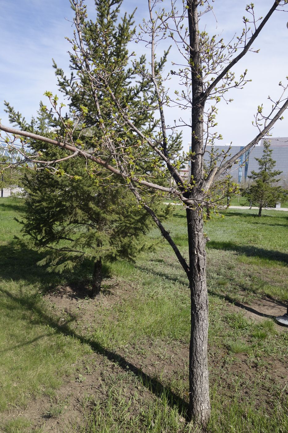 Image of Quercus robur specimen.