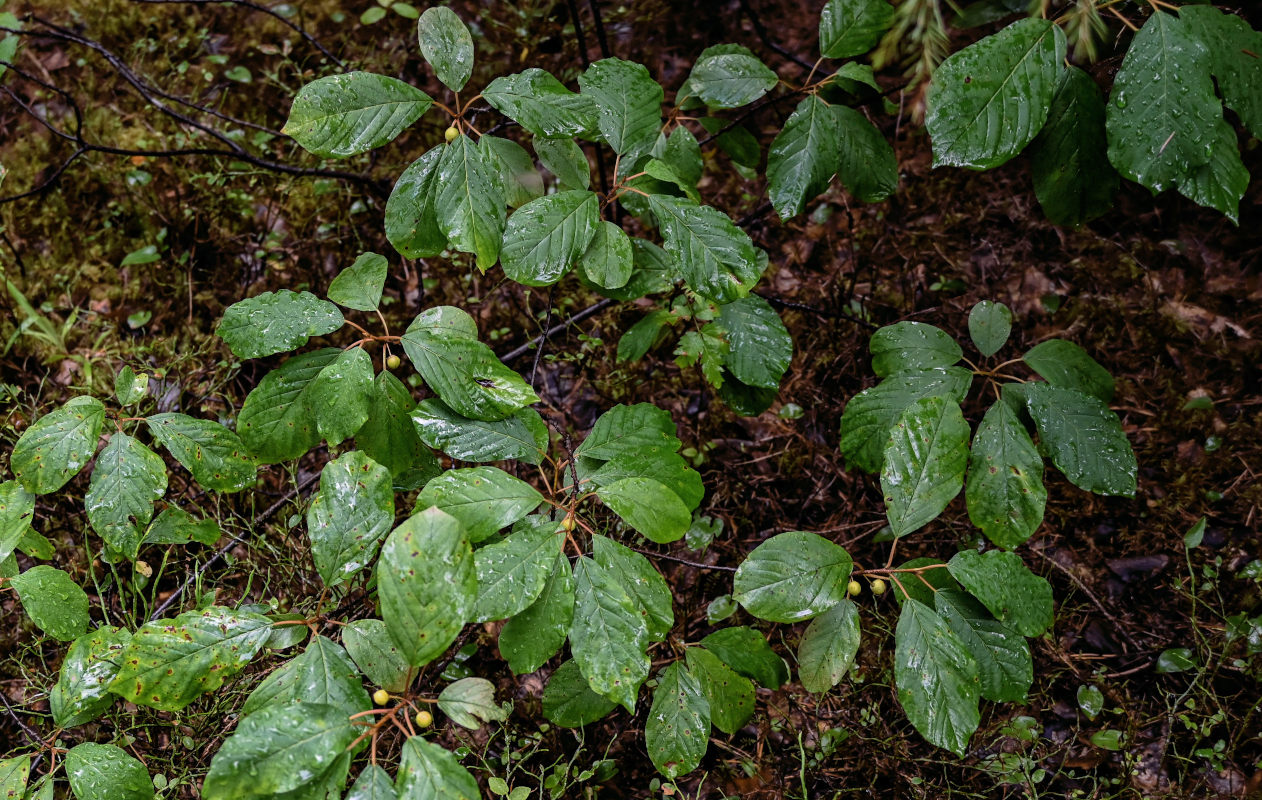 Изображение особи Frangula alnus.