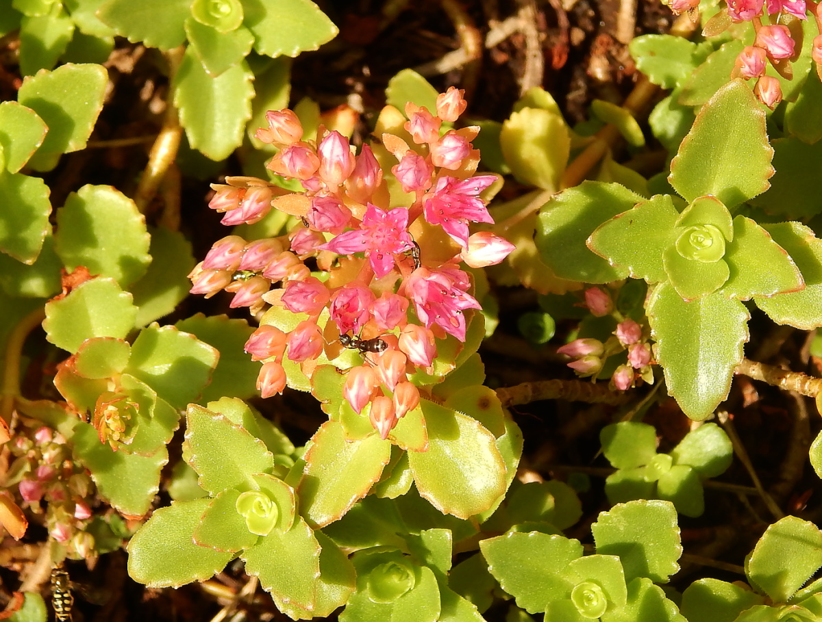 Image of genus Hylotelephium specimen.