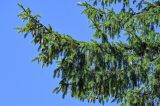 Picea abies