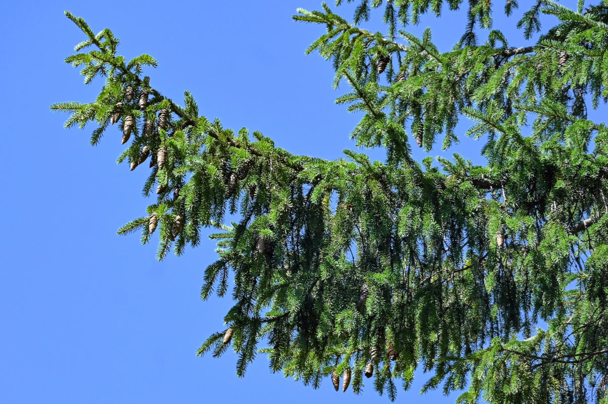 Image of Picea abies specimen.