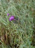 Cirsium vulgare. Верхушка цветущего растения. Рязанская обл., Милославский р-н, окр. р. Паника в 1 км выше устья, нижняя береговая терраса левого берега, луг. 31 июля 2024 г.