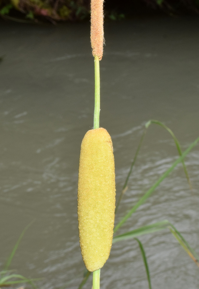 Image of genus Typha specimen.