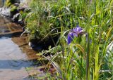 Iris setosa