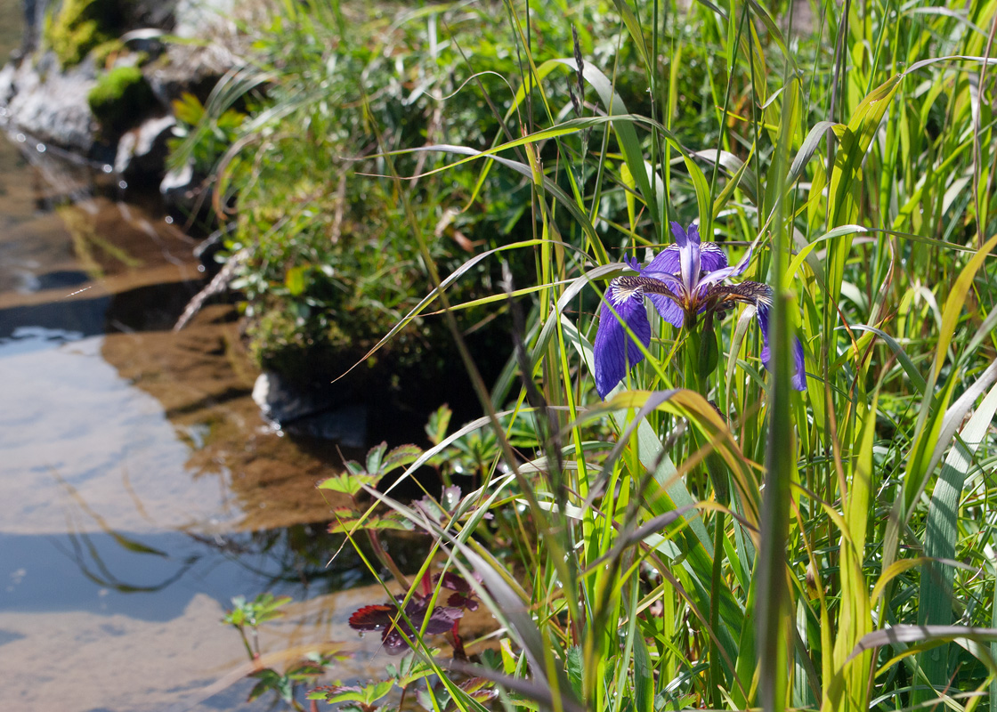 Изображение особи Iris setosa.