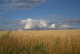 род Triticum. Плодоносящие растения. Липецкая обл., Данковский р-н, окр. с. Никольское, левый берег р. Дон, поле. 2 августа 2024 г.