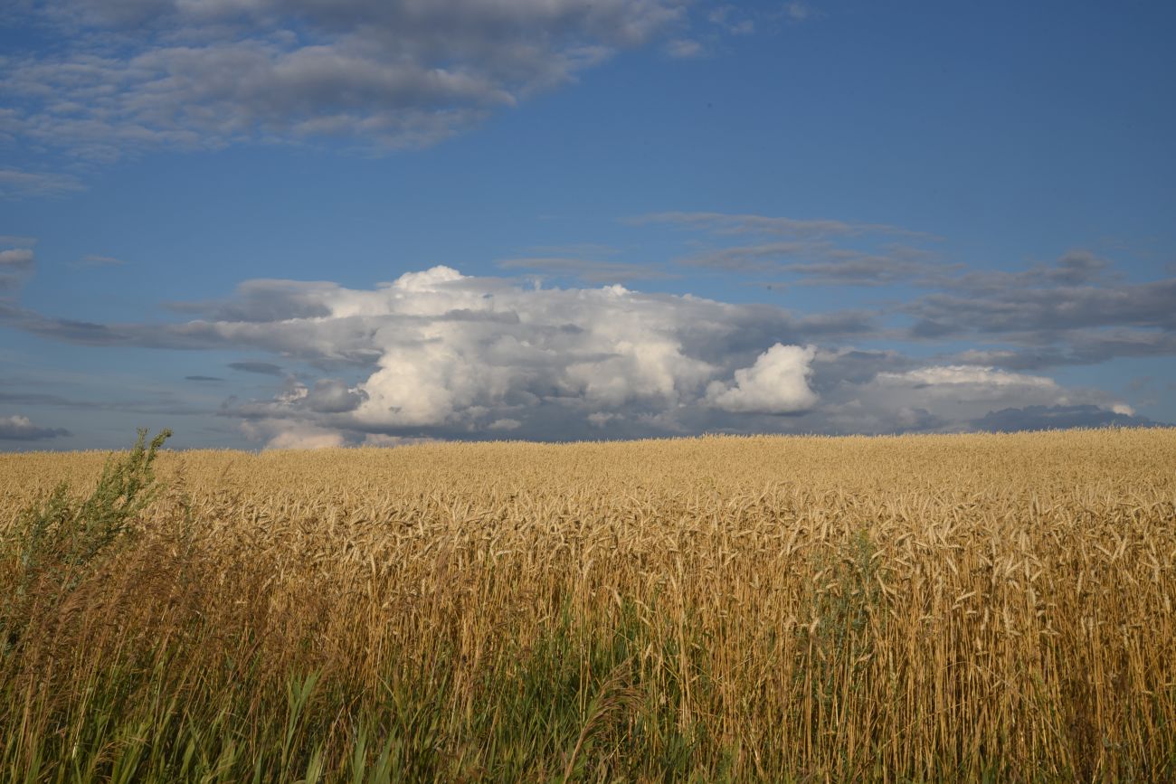 Изображение особи род Triticum.