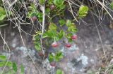 Vaccinium myrtillus