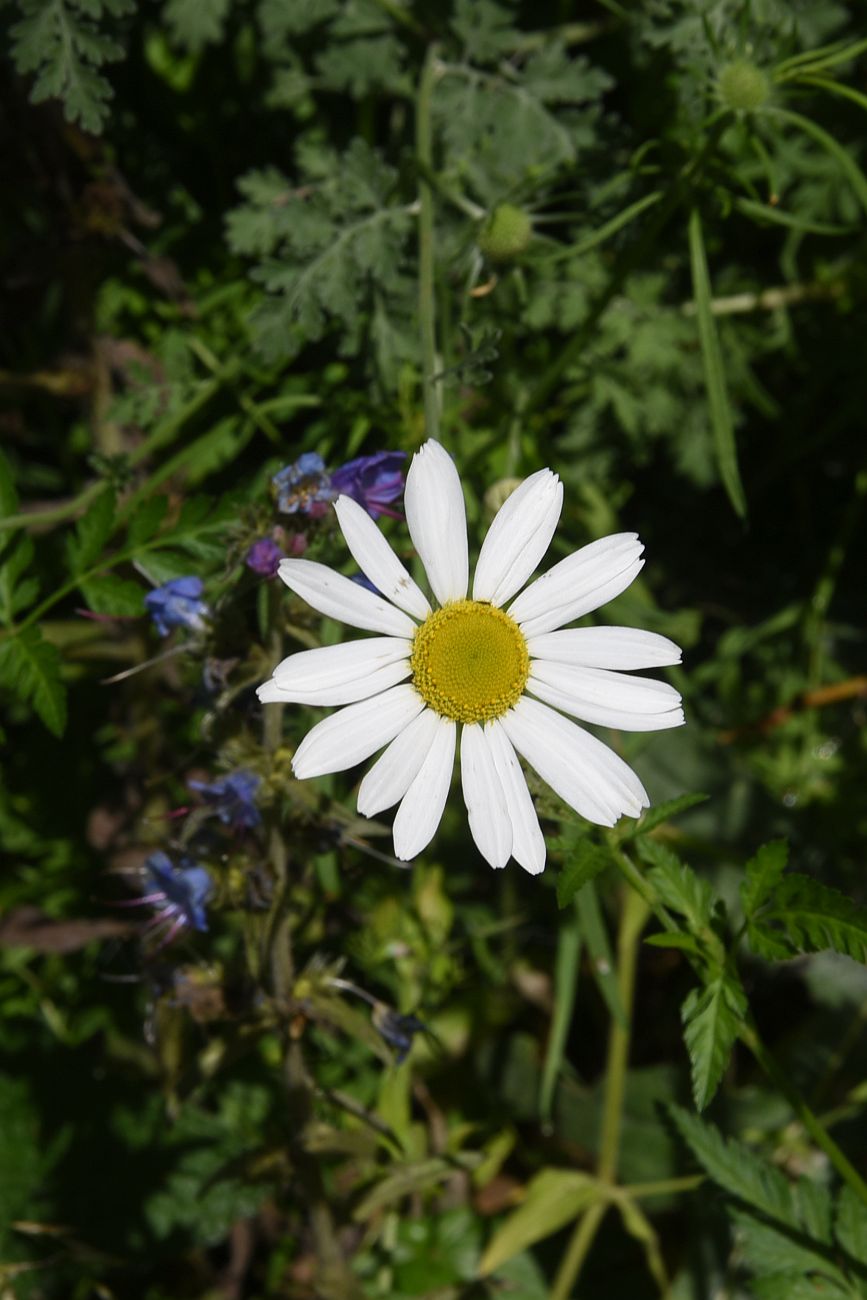 Изображение особи Pyrethrum demetrii.